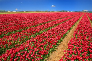 Surroundings of Amsterdam